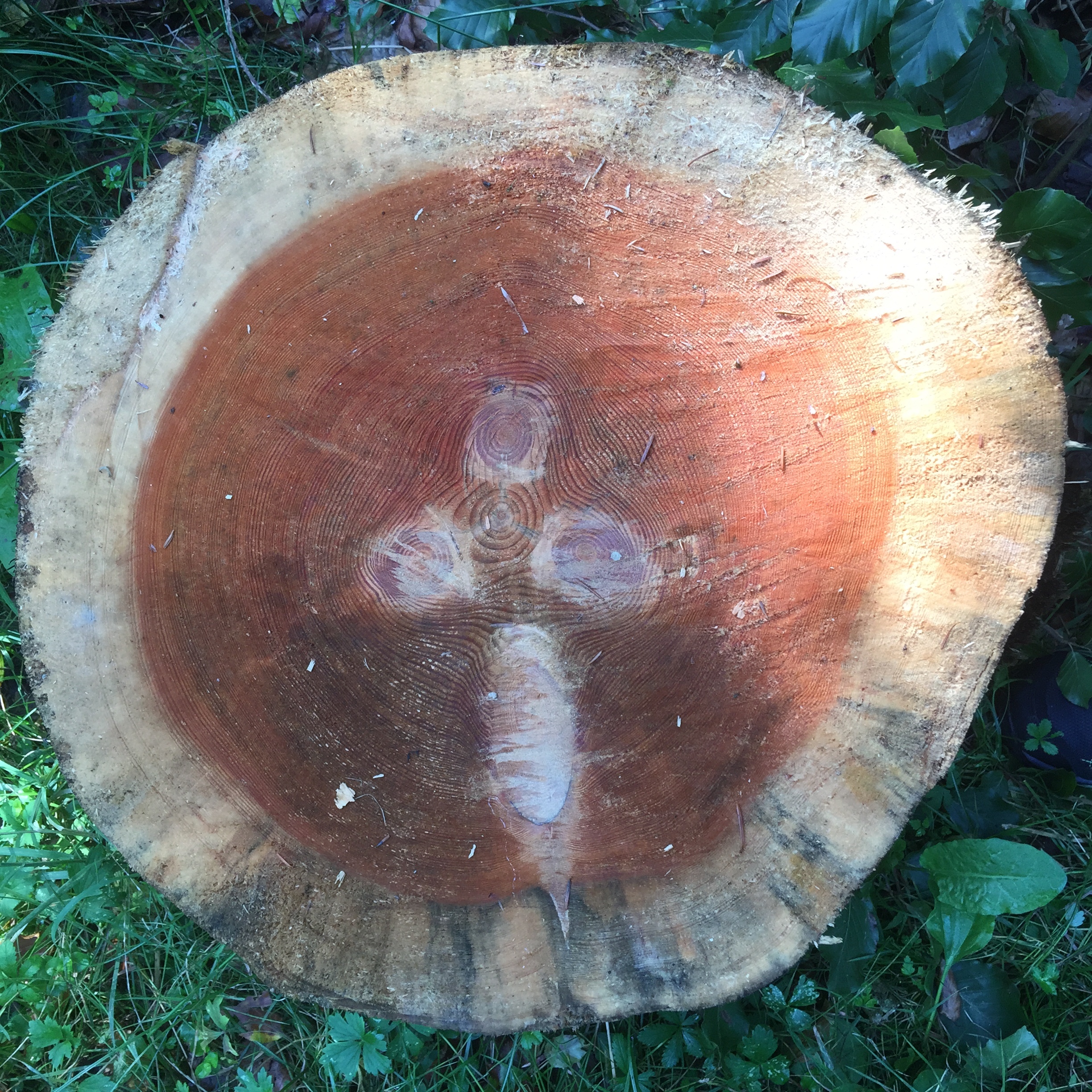 L’arbre dans l’arbre
