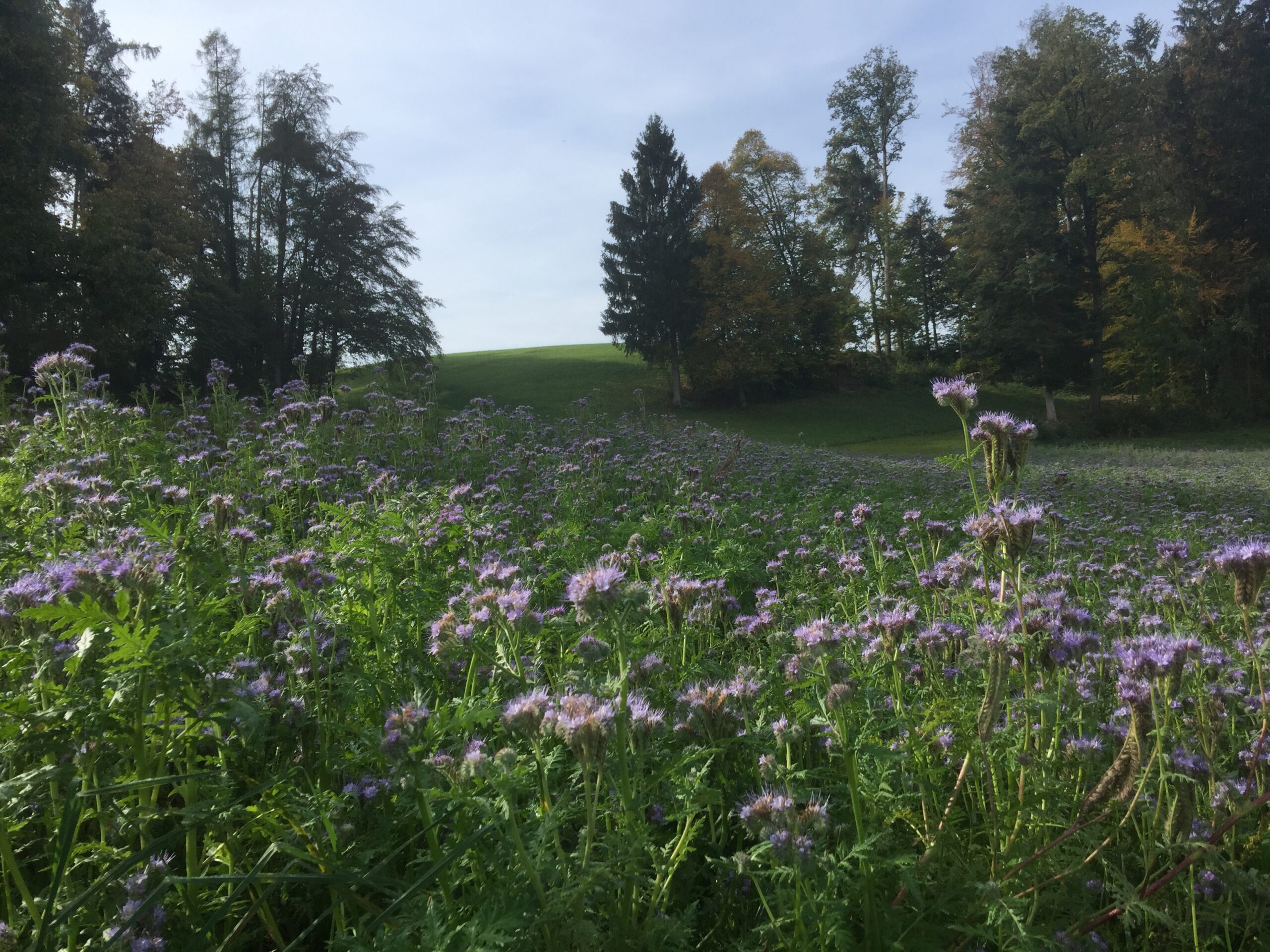 Fleurs bleues d’automne