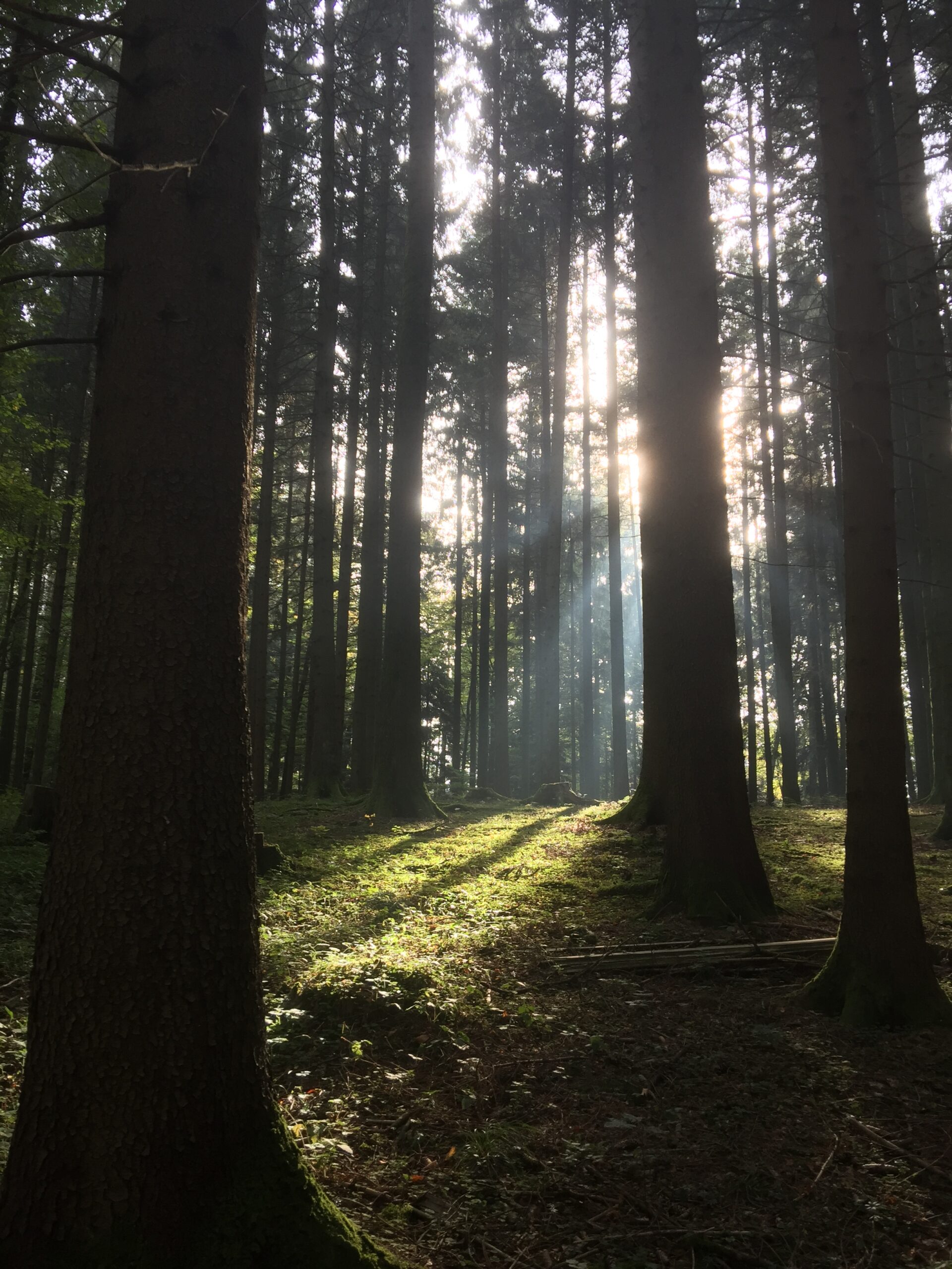 Le cœur des forêts