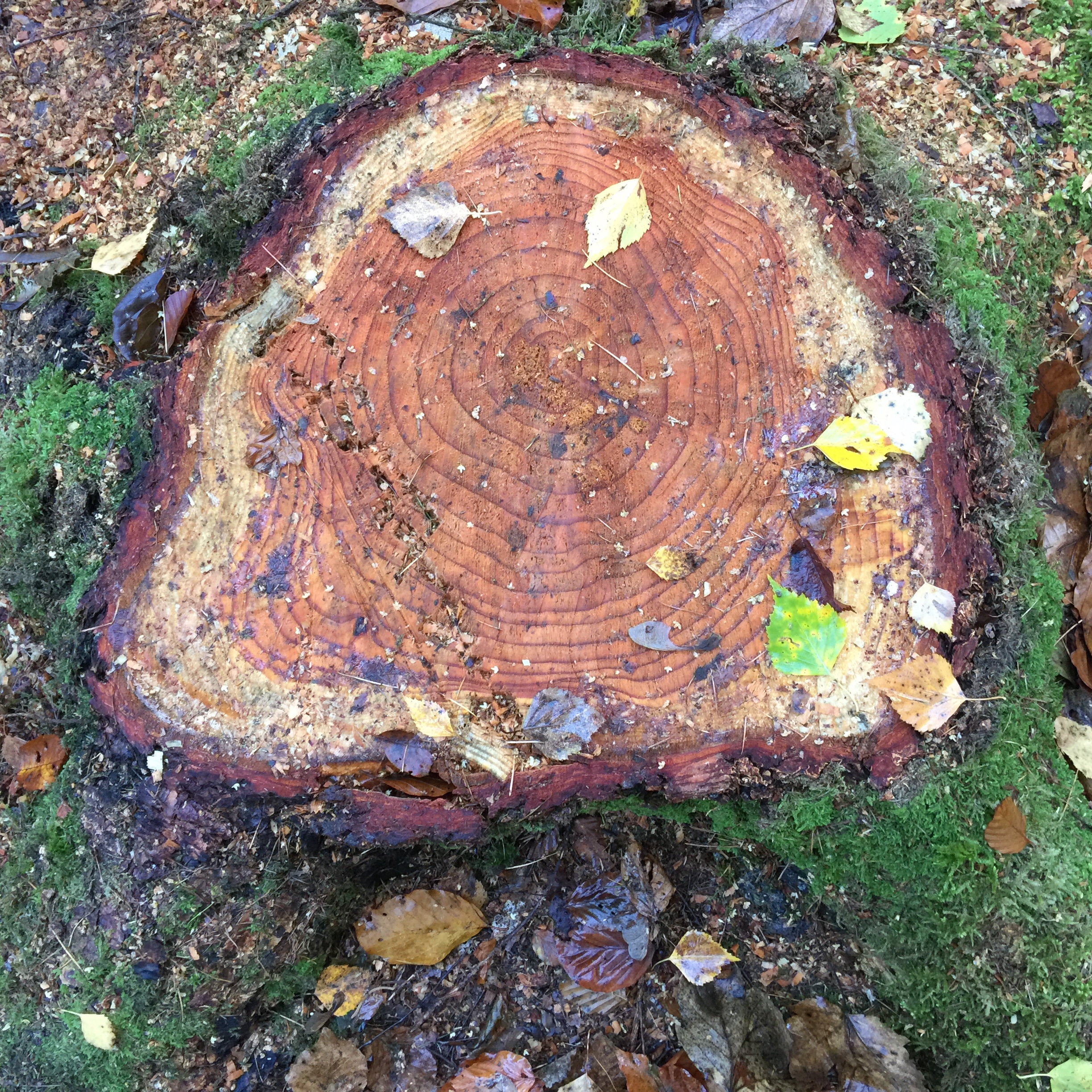 L’écho des racines