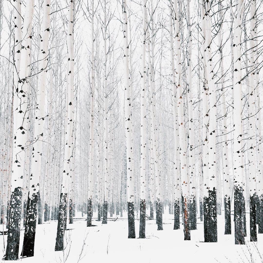 La beauté de l'hiver