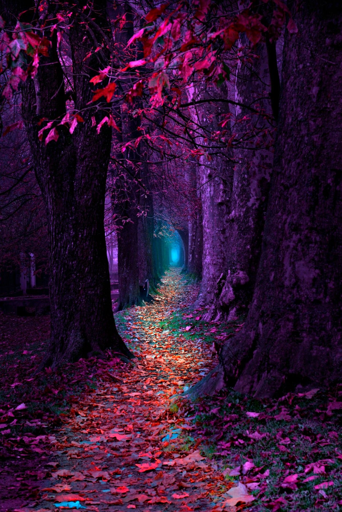 Les chemins de prose