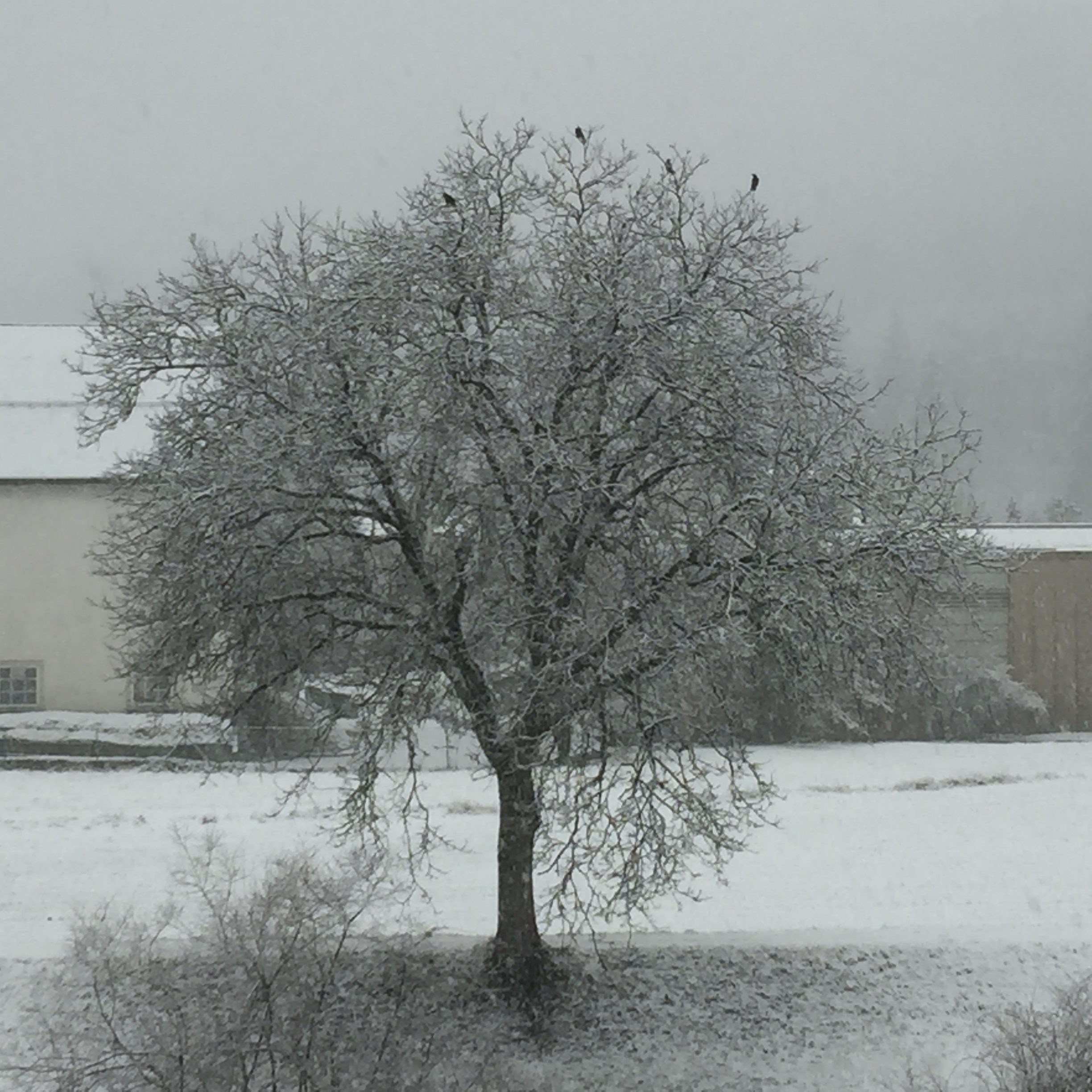 L’arbre aux quat’zeaux