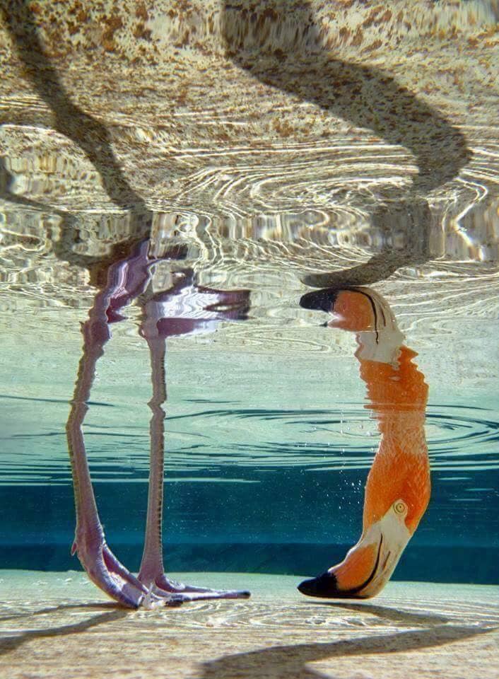 Les Flamants-prose