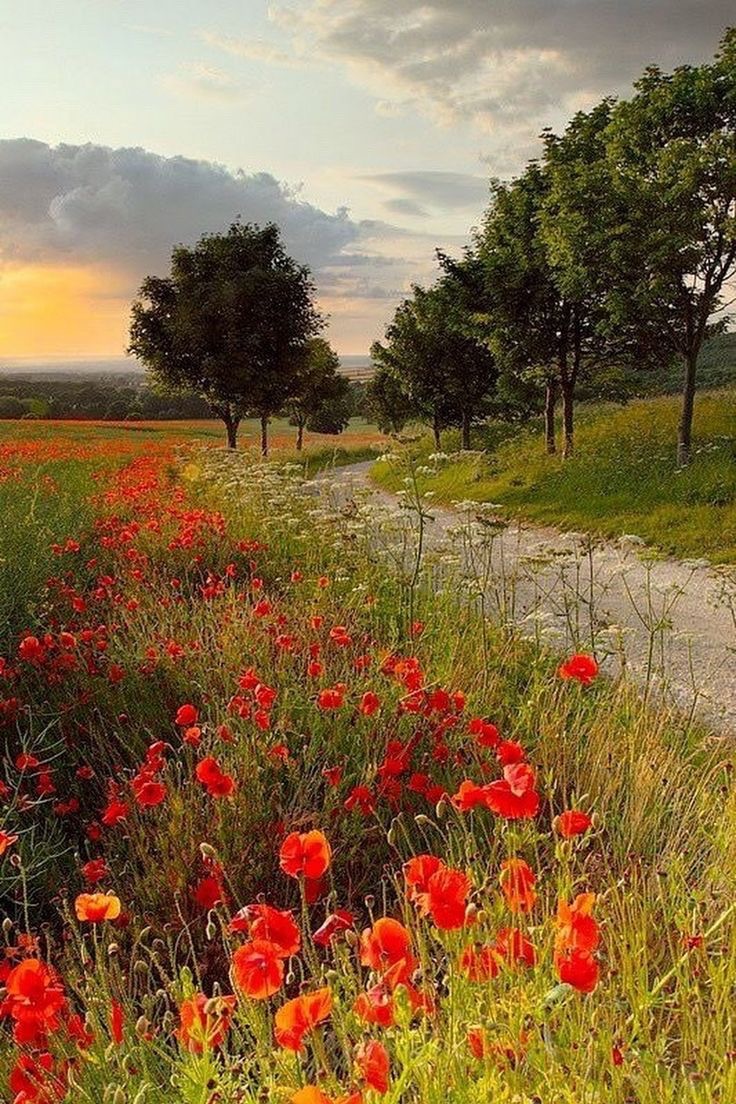 Coquelicot, Mesdames