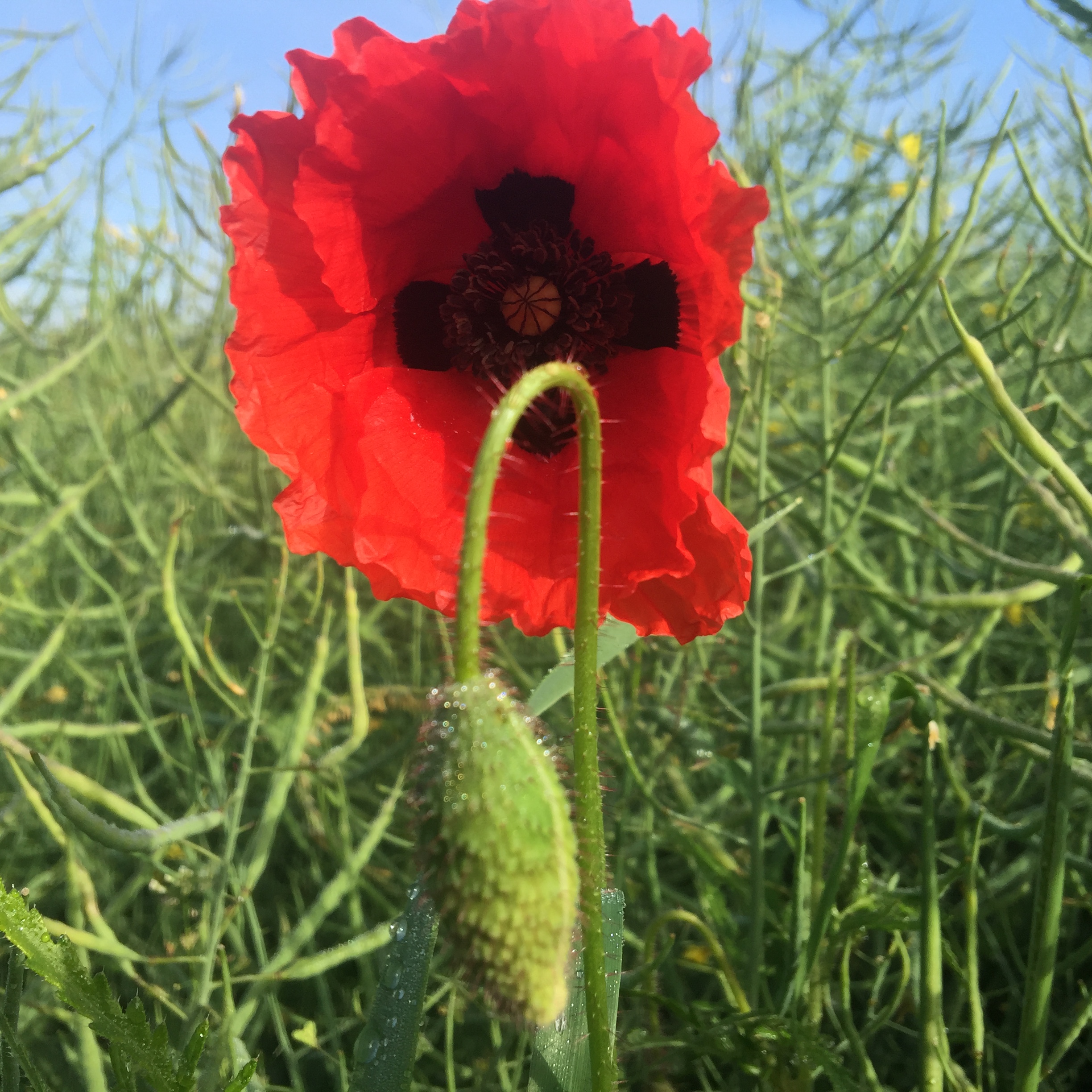 Coquelicot, Messieurs