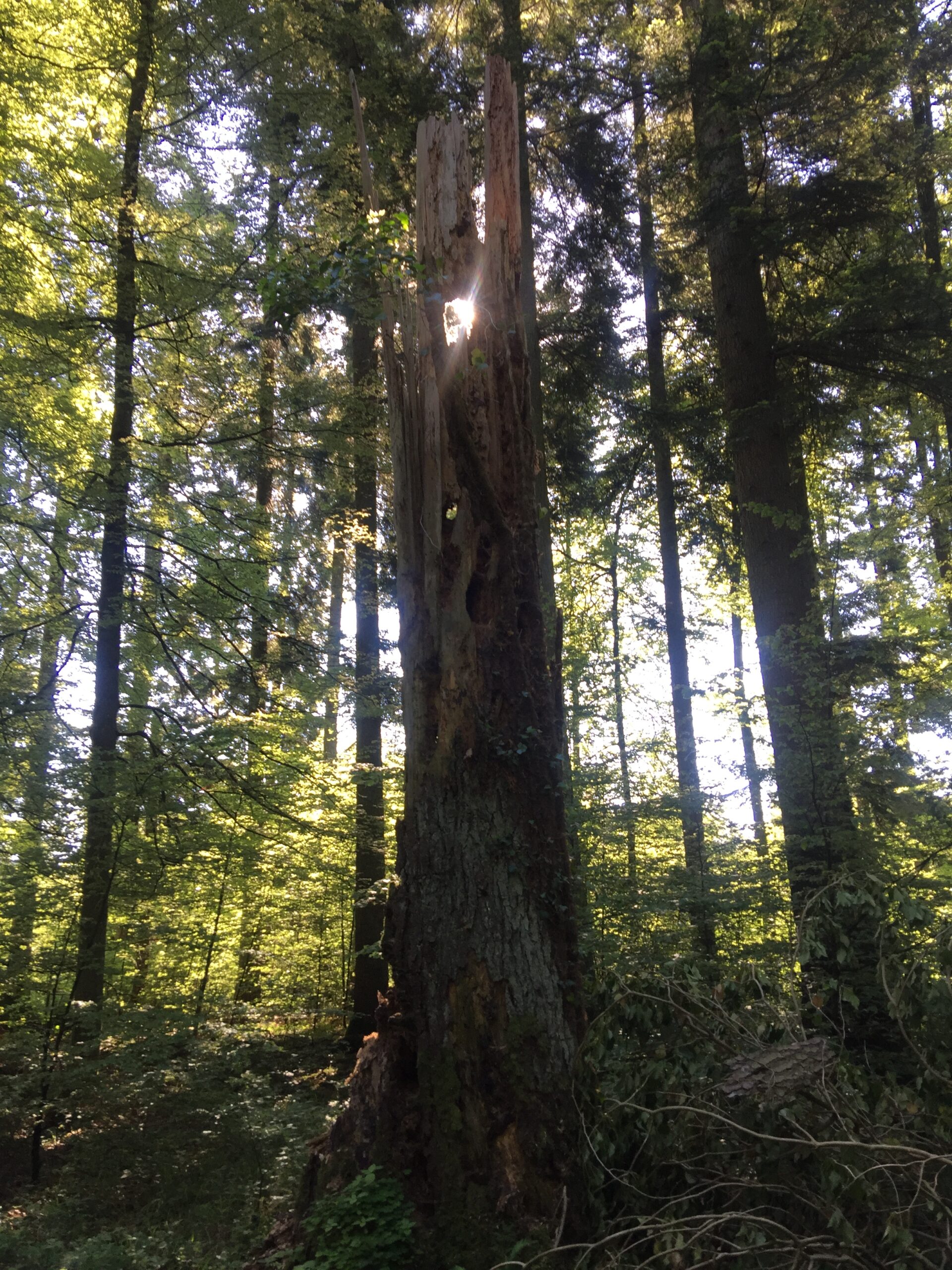 Le trésor de la forêt
