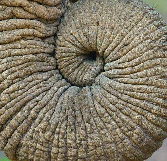 De mémoire d’éléphant