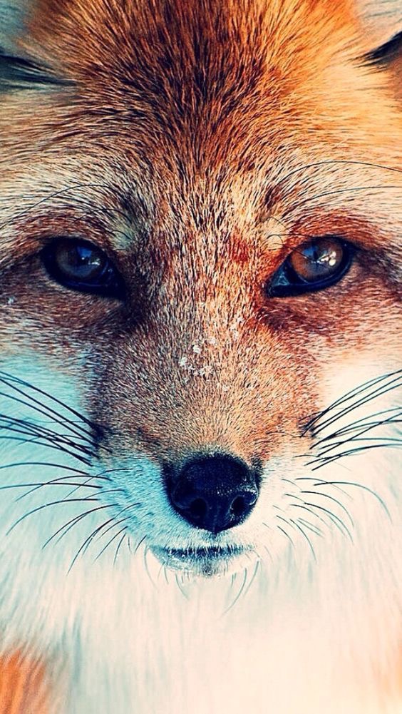 Le moment de Renard