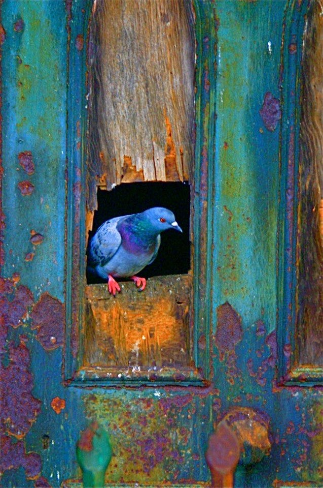 Le messager des couleurs