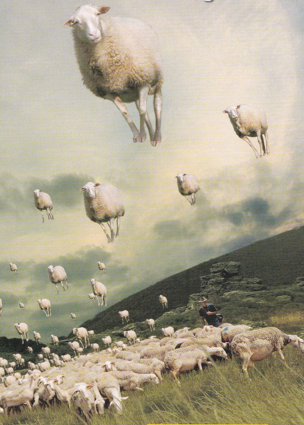 Et volent les moutons