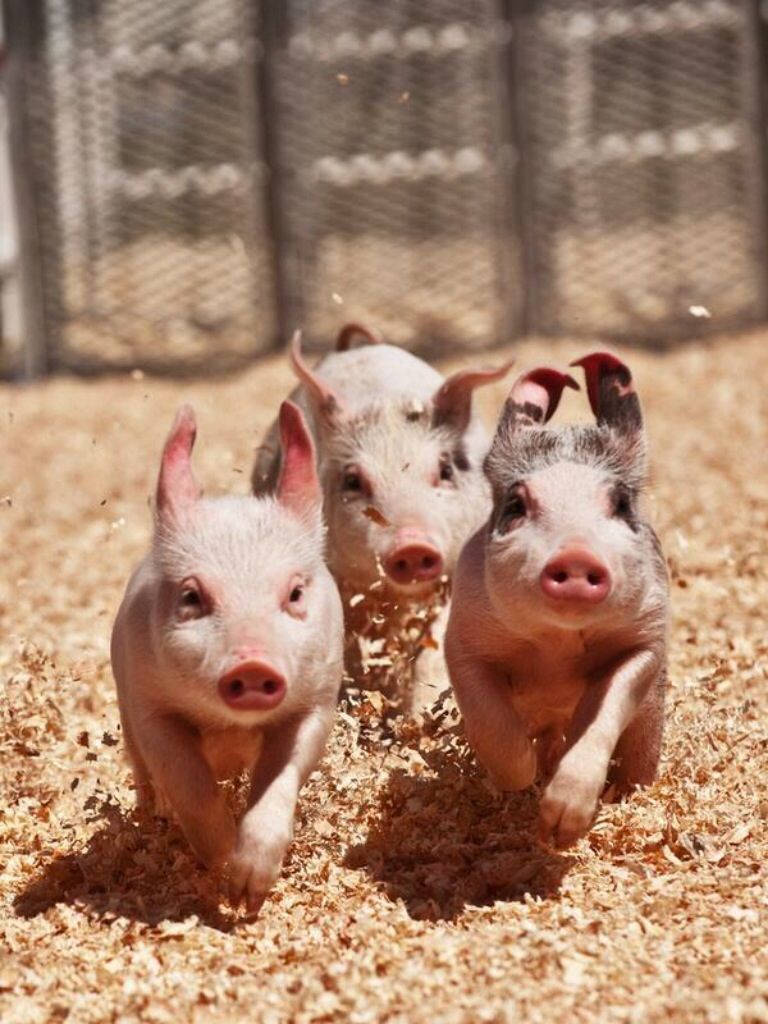 Trois petits cochons