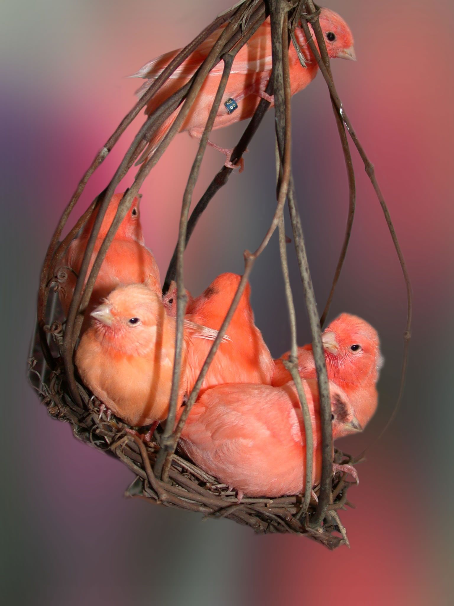 Le chœur des canaris orange