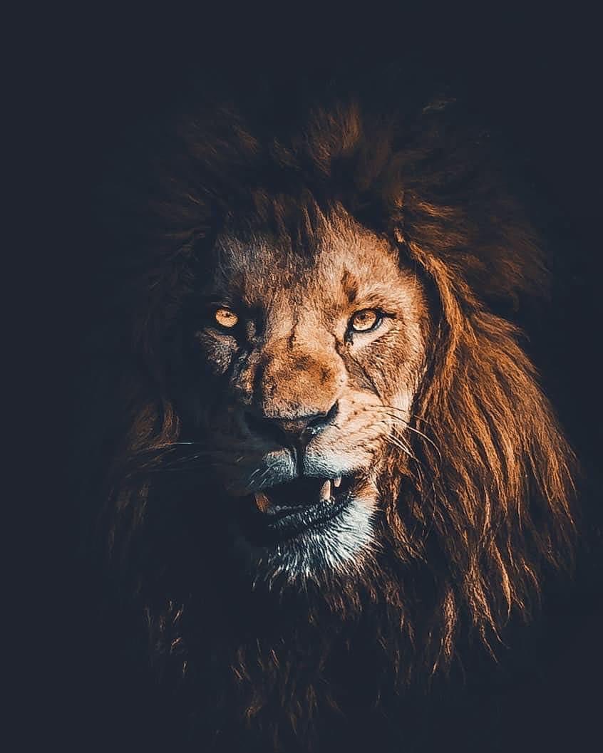 Les mauvaises humeurs du lion Némo