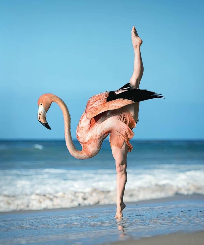Flamant Rosa