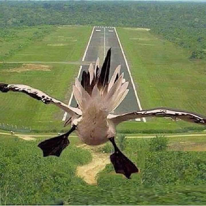Le vers terminus