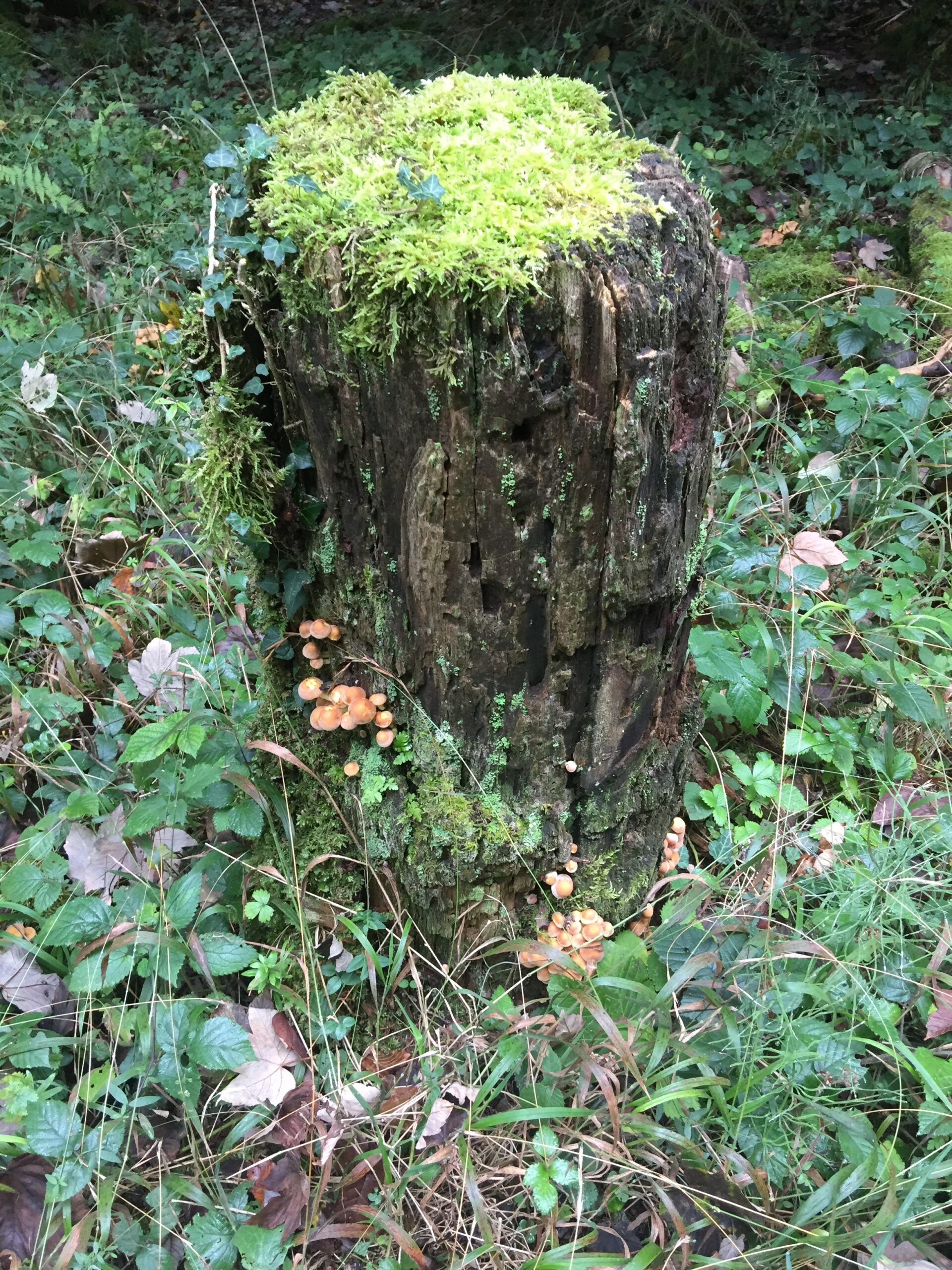 La plupart…