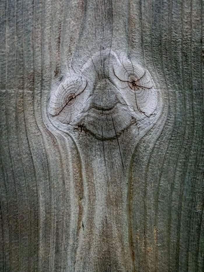 L’arbre sourit