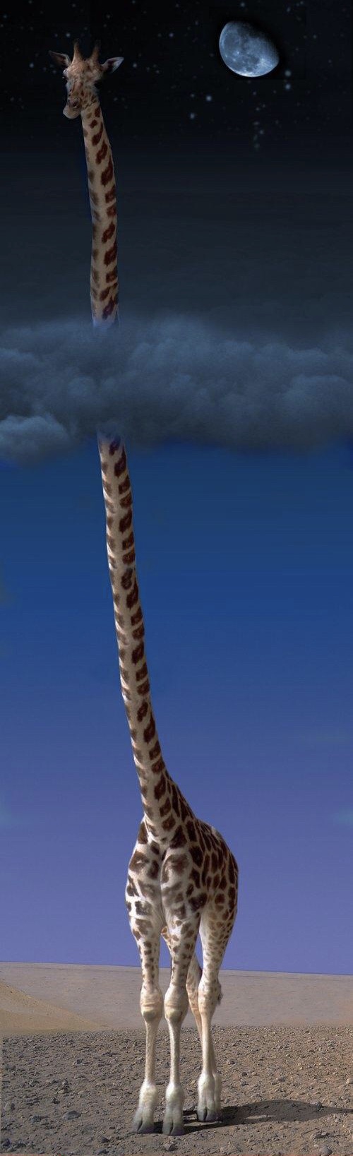 La girafe à grande gueule emmanchée d’un long cou