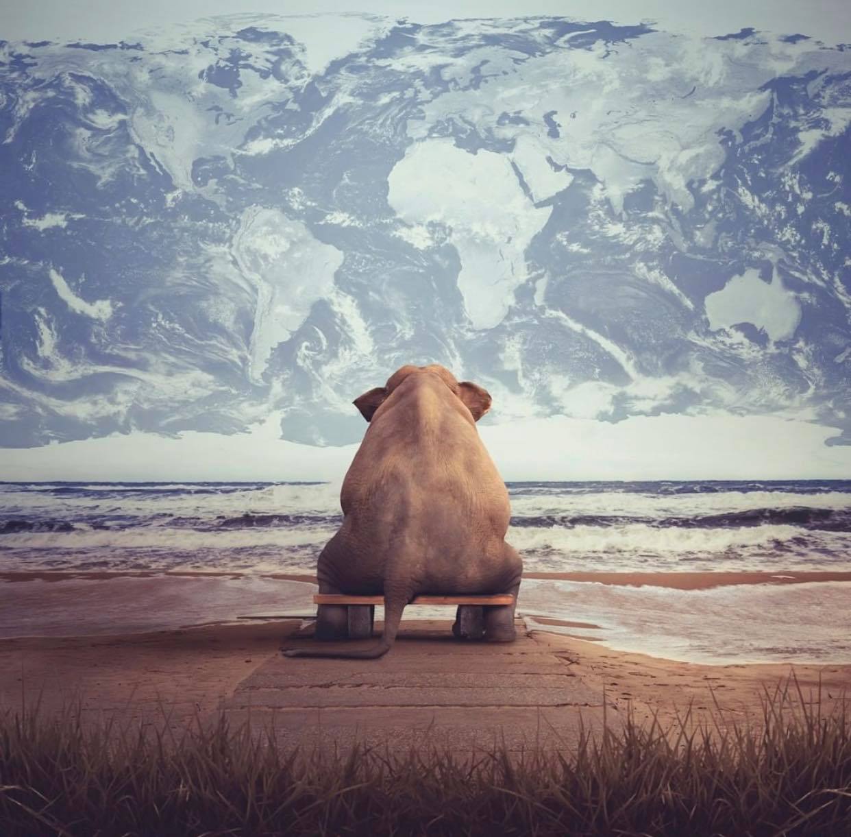 Le monde vu par l’éléphant
