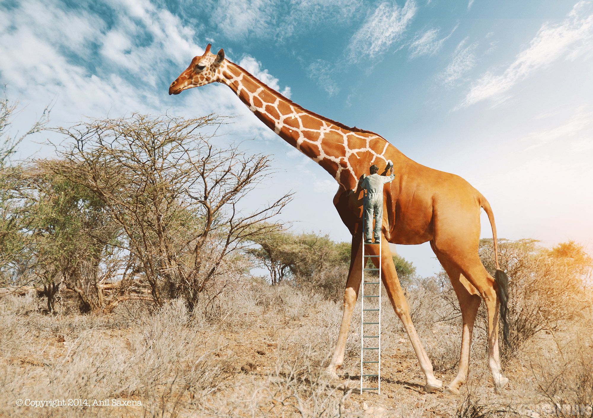 Peigner la girafe