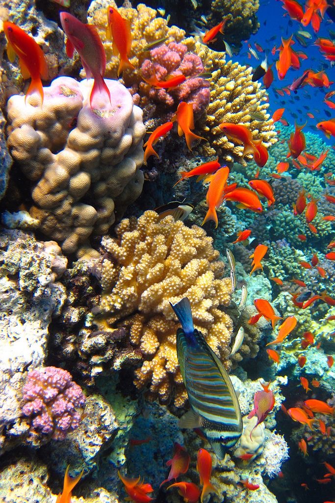 Laissez venir à moi les petits poissons
