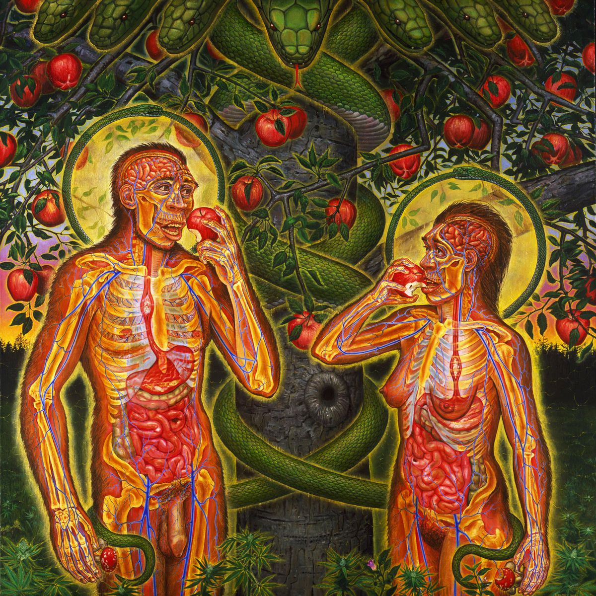 La pomme sanitaire
