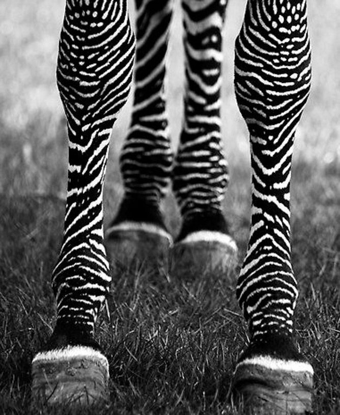 Les belles chaussettes