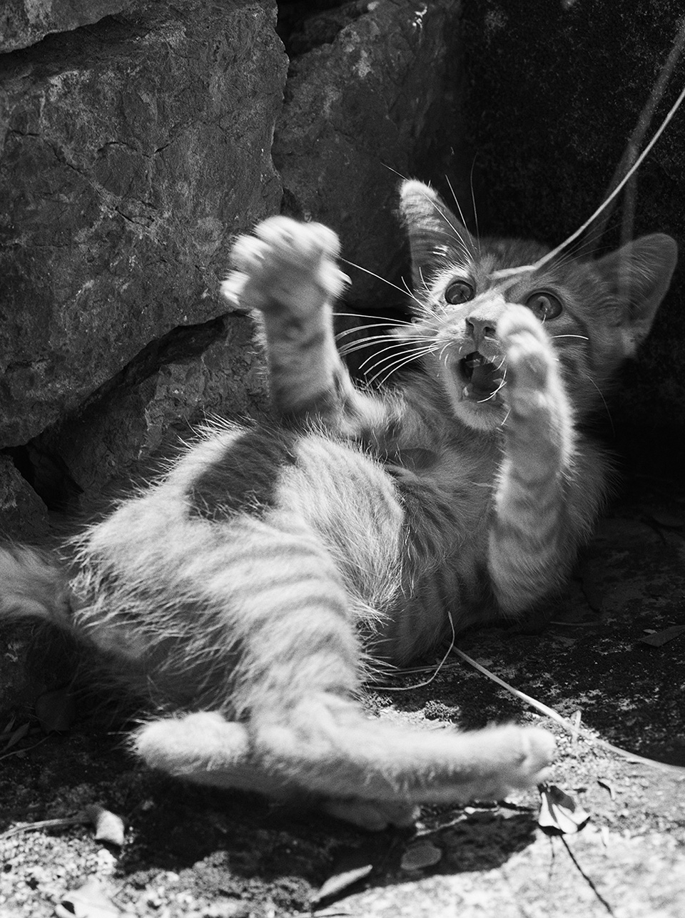 Chat échaudé