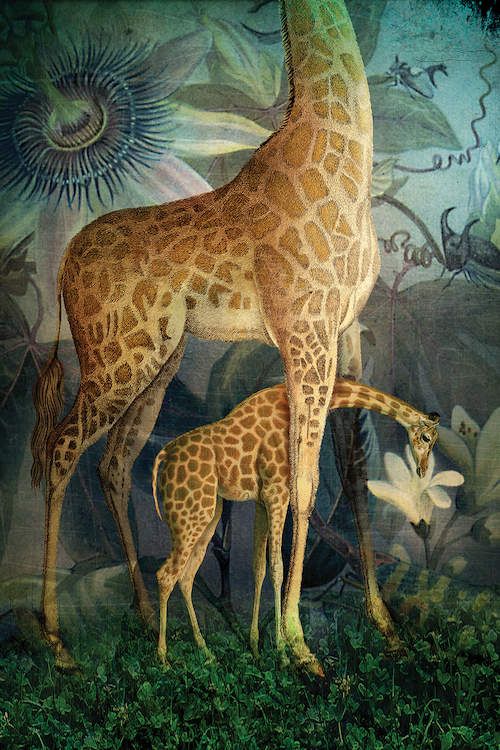Peigner la girafe