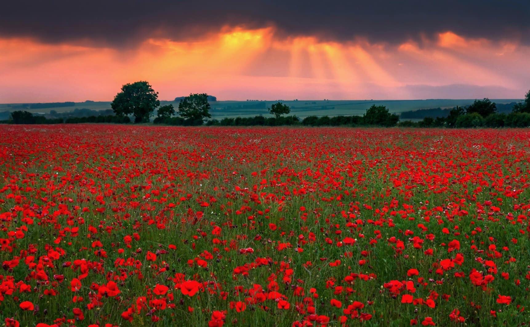Projet Coquelicots