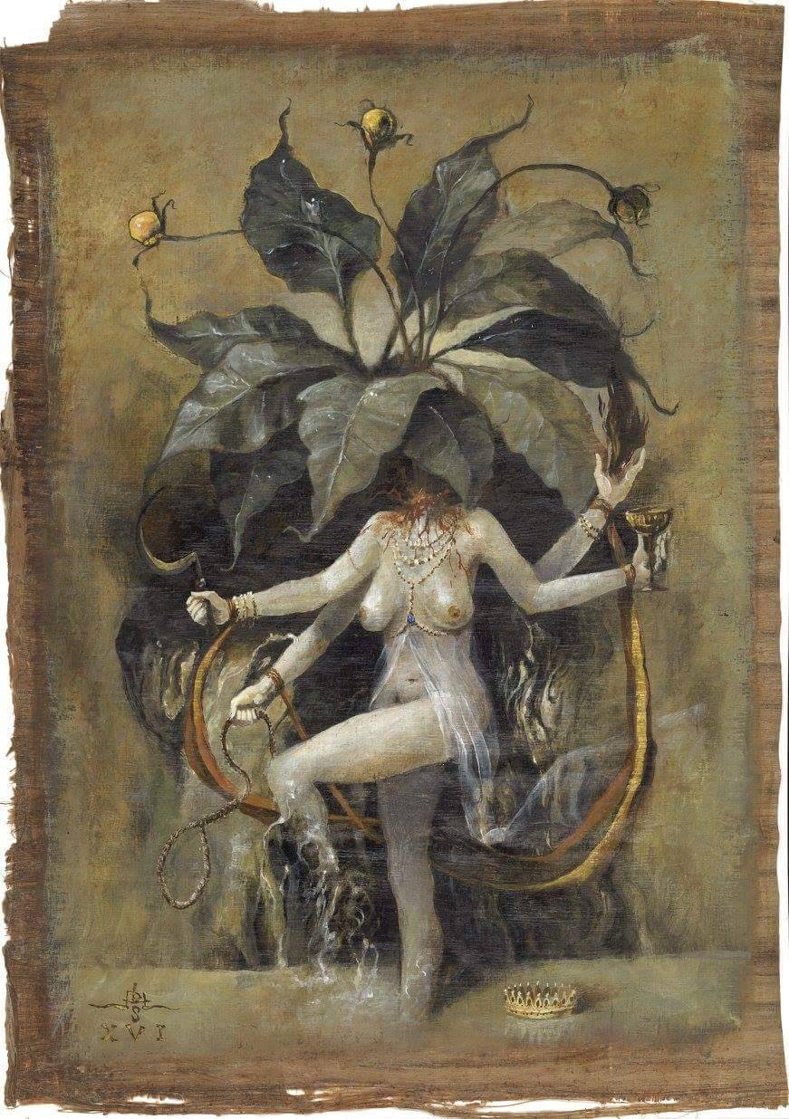 La mandragore - 1