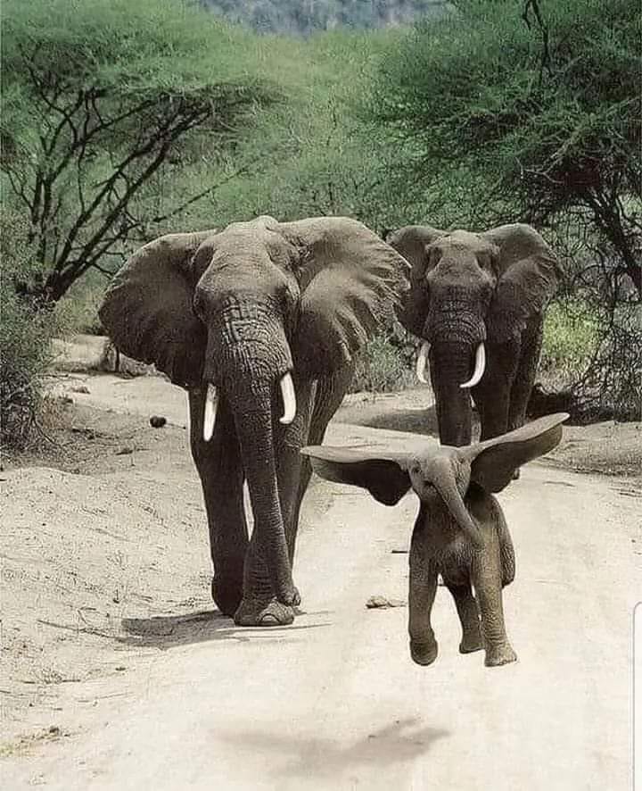 Le vilain petit éléphant