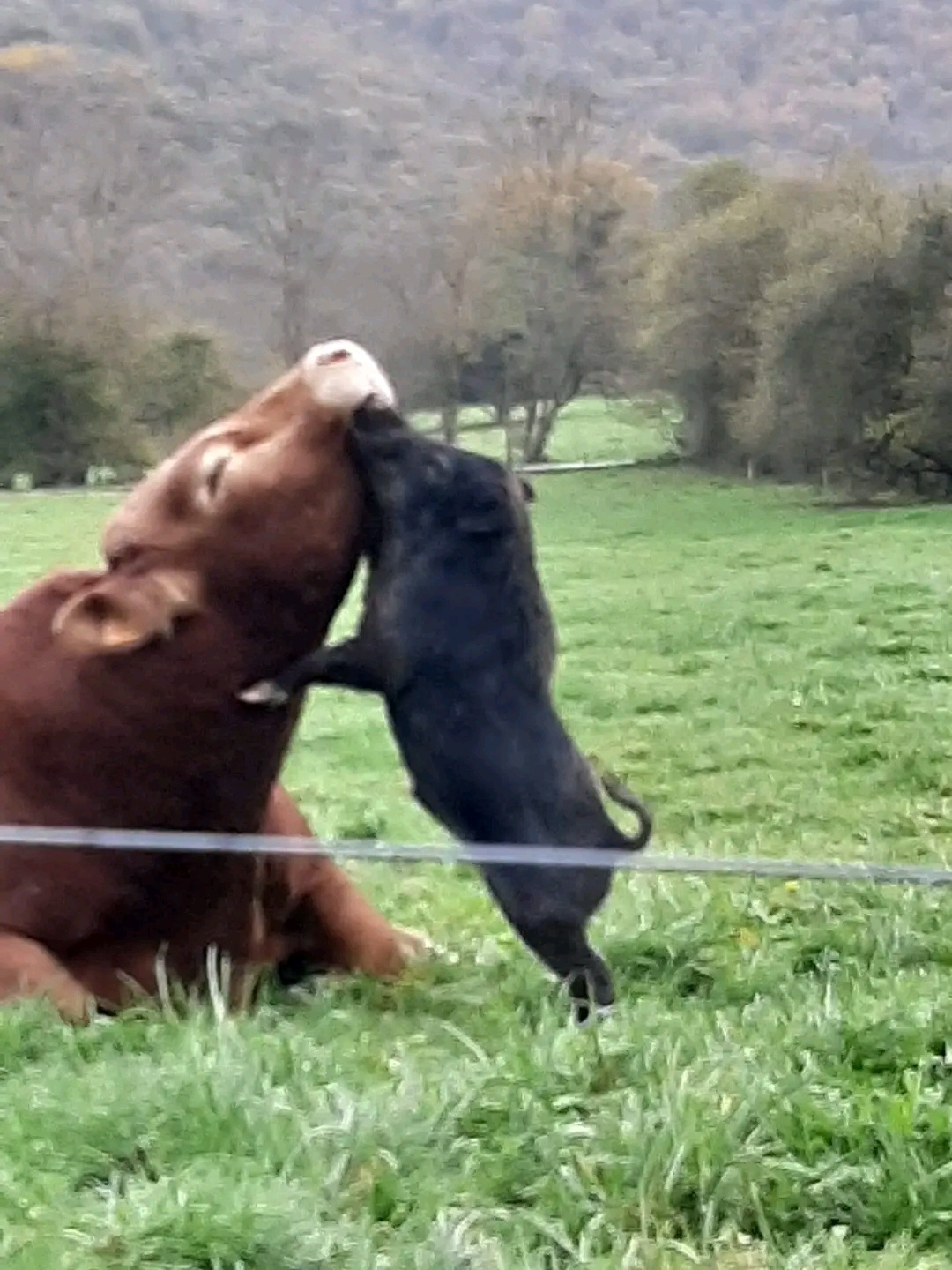 L’amour vache ou cochon ?