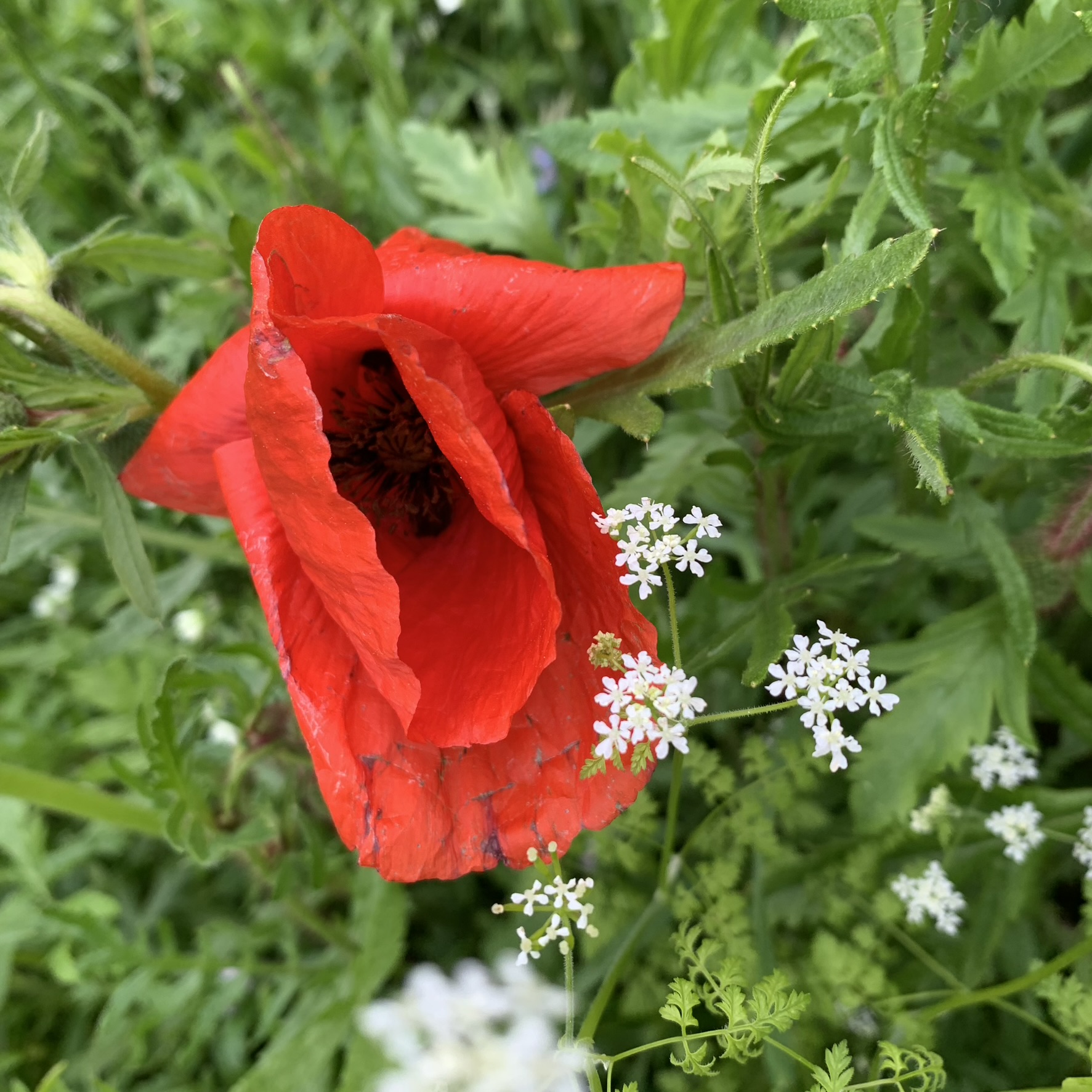 Coquelicot impudique