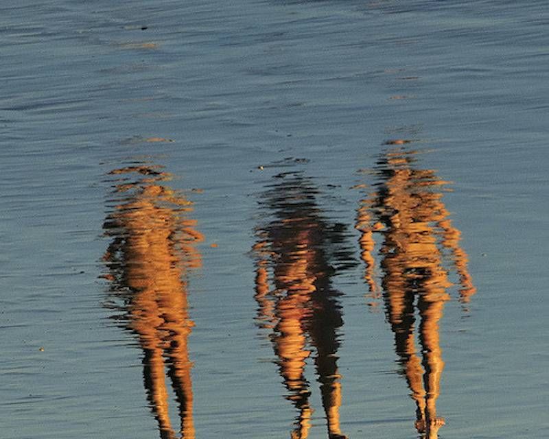 Impossibles sirènes