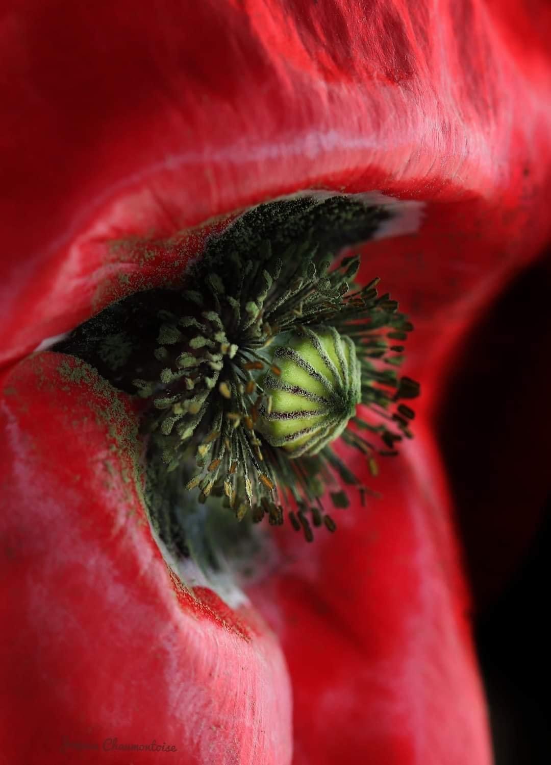 L’œil coquelicot