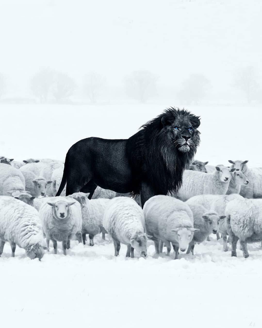 Lion noir et moutons blancs