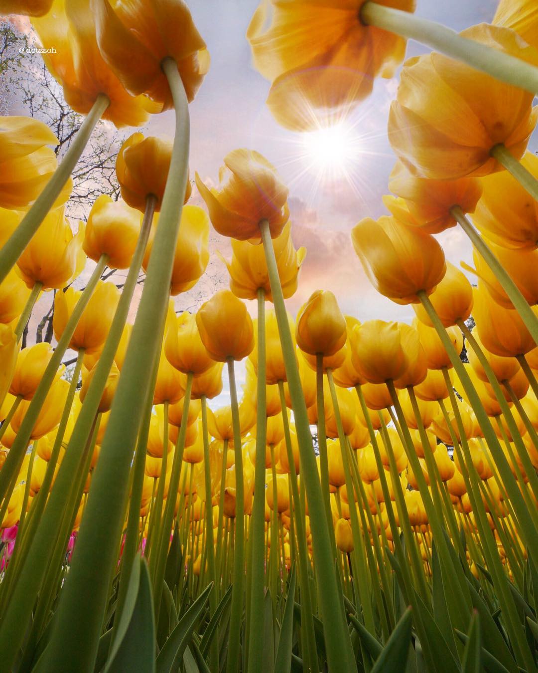 La tulipe des dieux