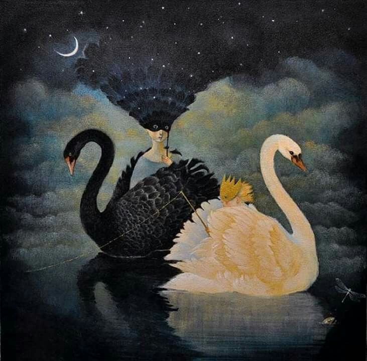 Les cygnes d’étang (du lac)