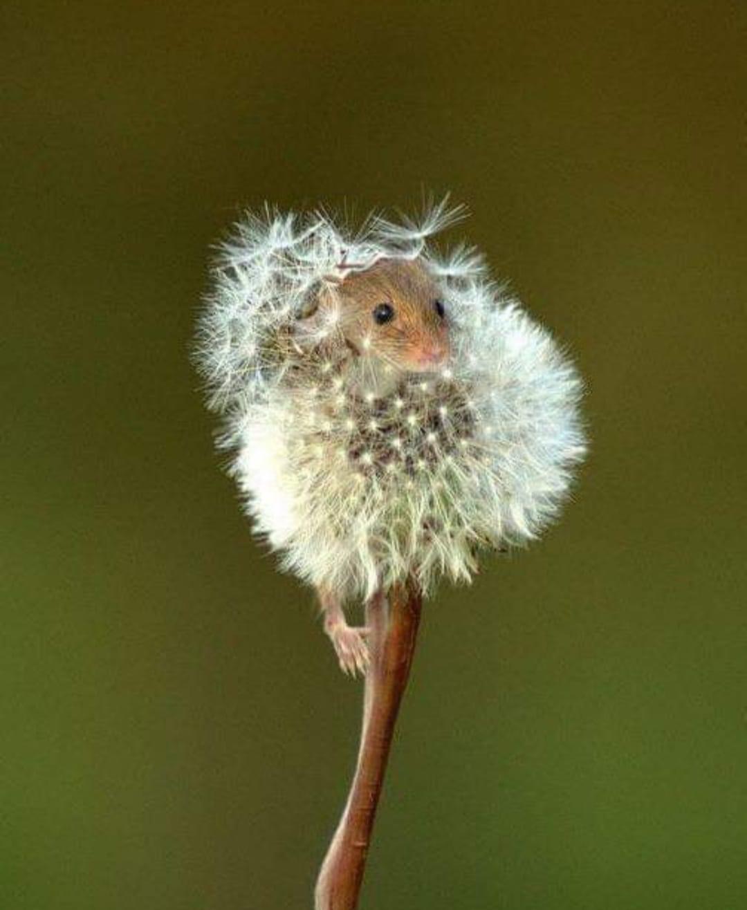 La souris des moissons