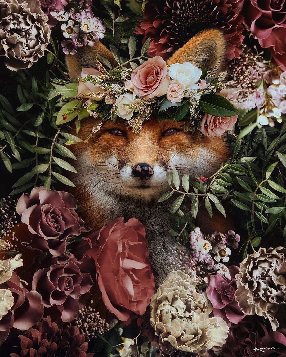 Monsieur du Renard