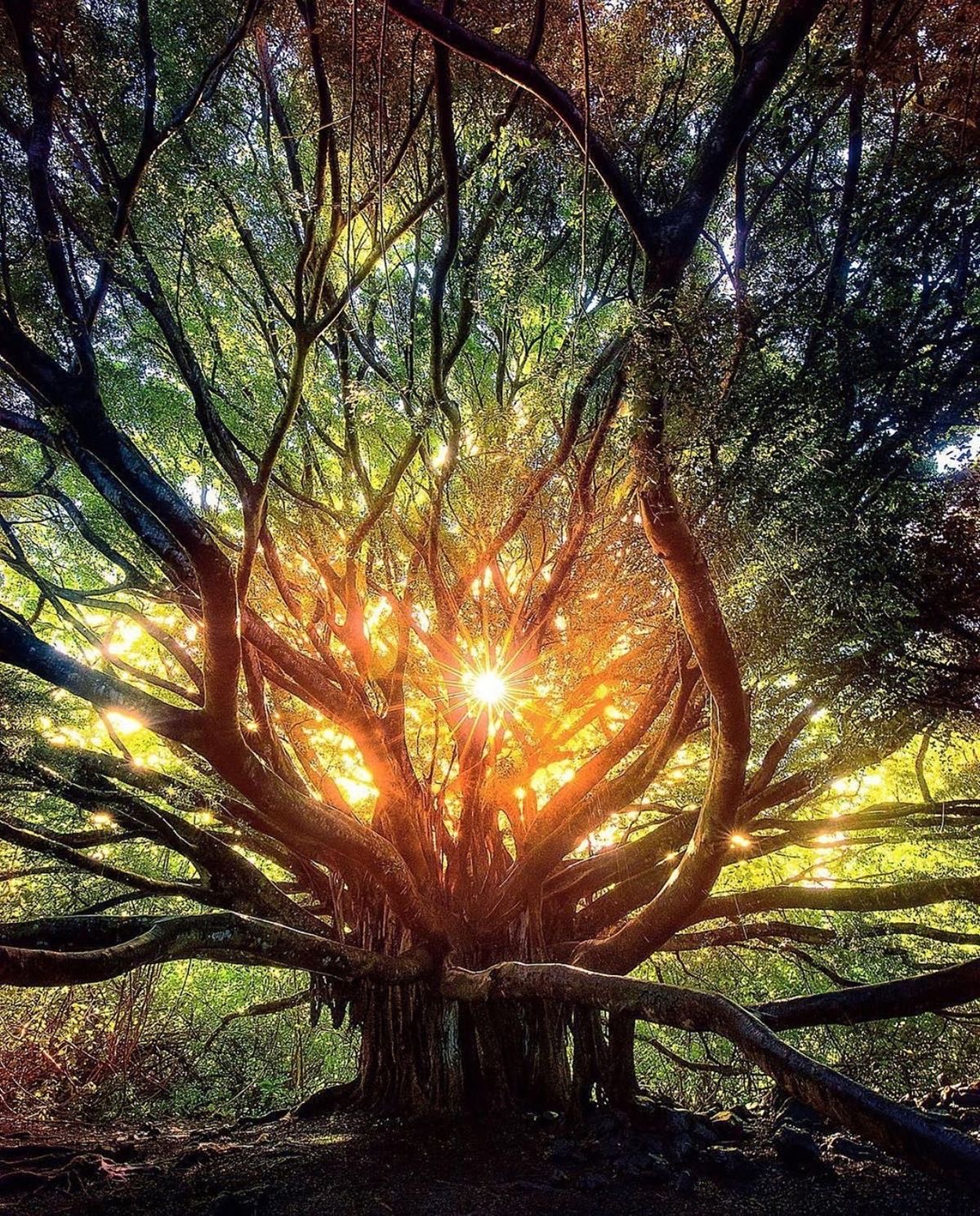 Au cœur de la forêt