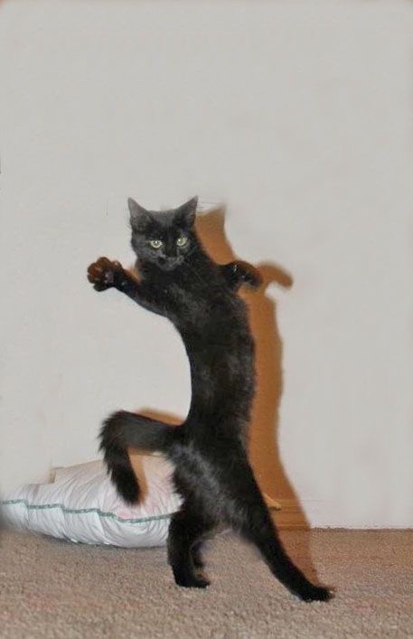 Le chat-chat-chat
