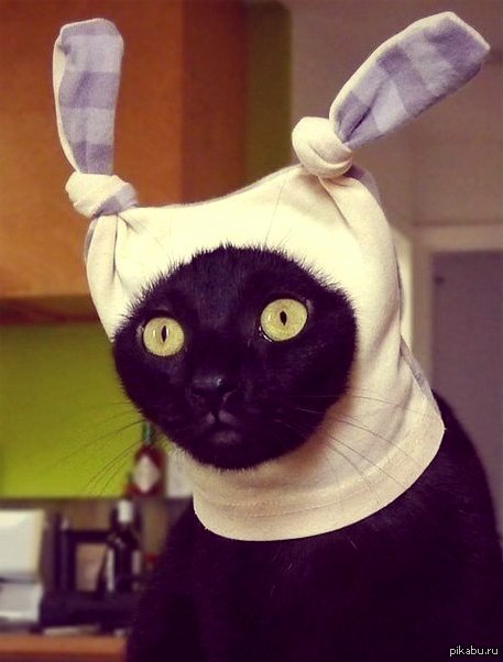Chat nœud va pas ?