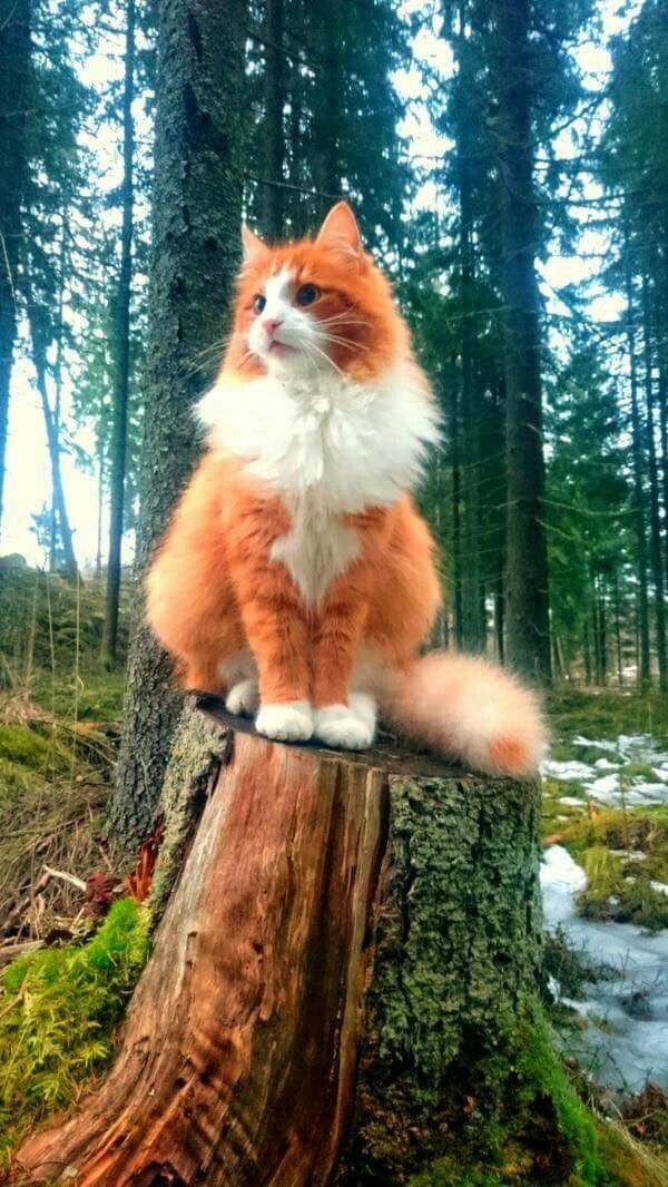 Ô chat orange !