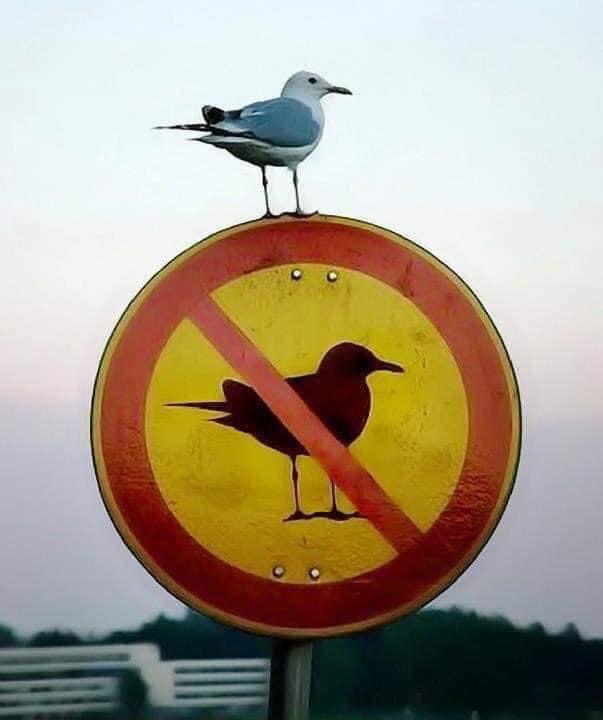 L’esprit de contradiction