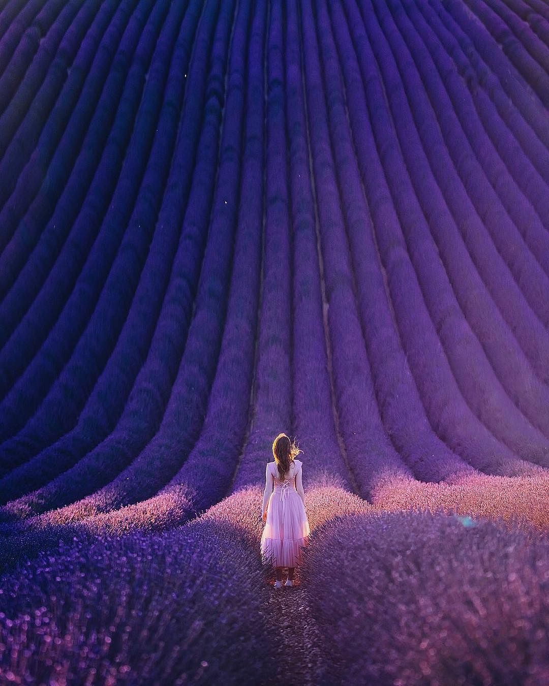 Rêves en mauve
