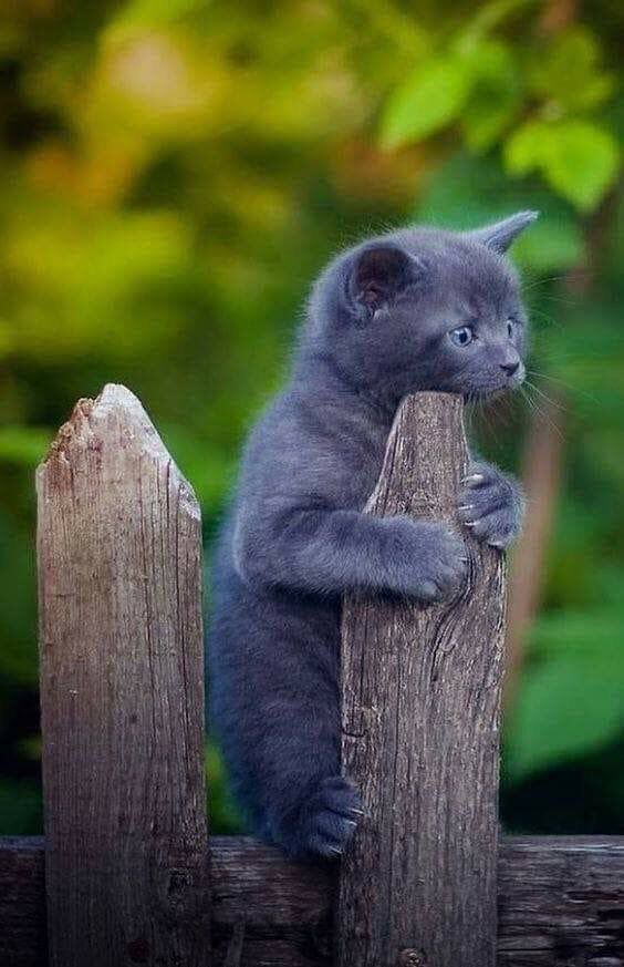 Les chats bleus