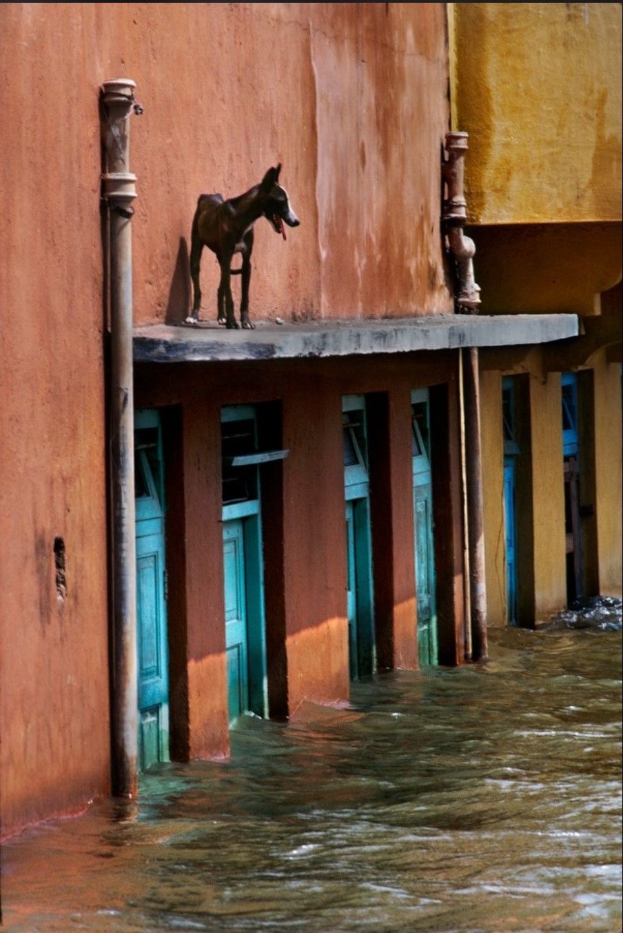 Chien à Venise